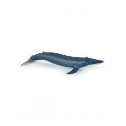 Детеныш голубого кита